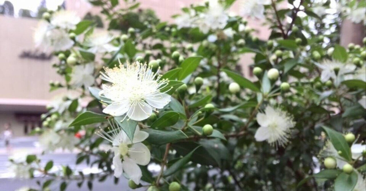 ミルトス ミルトス Note