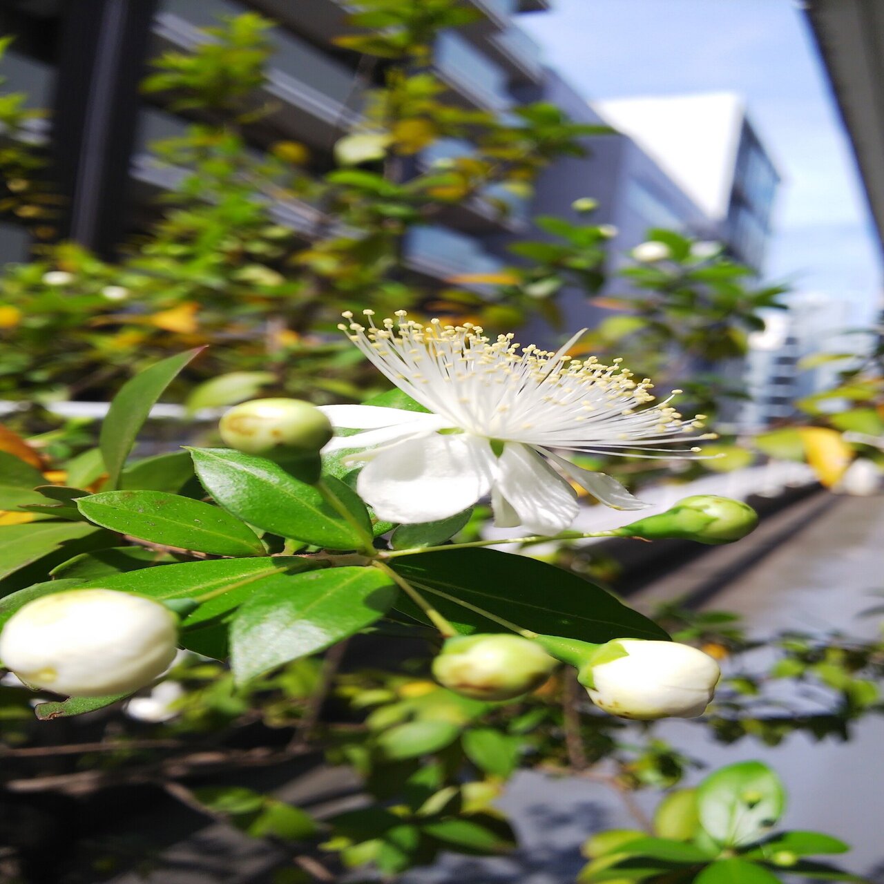 ミルトス ミルトス Note