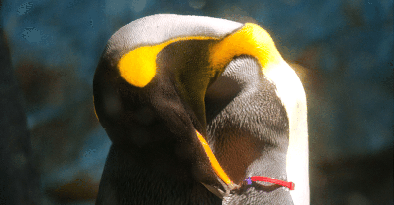 キングペンギン の新着タグ記事一覧 Note つくる つながる とどける キングペンギン の新着タグ記事一覧 Note つくる つながる とどける