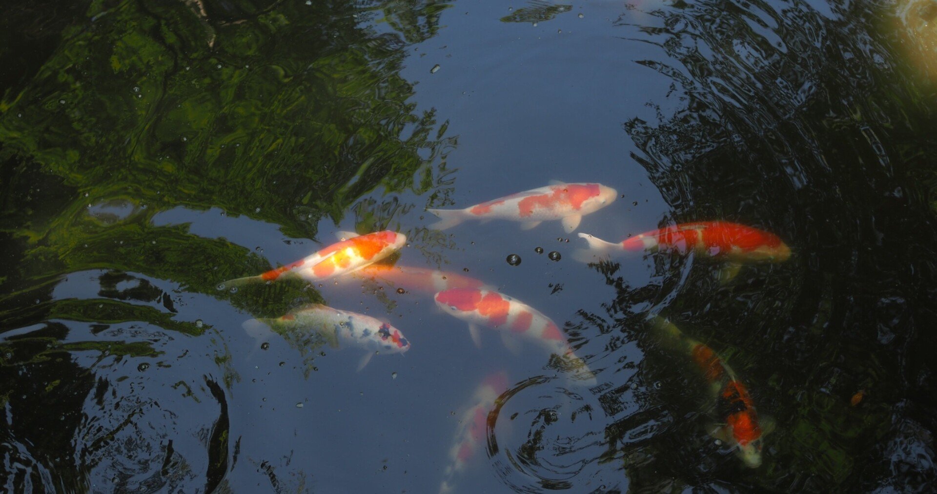 芸能人が亡くなる夢ってどんな意味なの だみあんはやし Note 芸能人が亡くなる夢ってどんな意味なの だみあんはやし Note