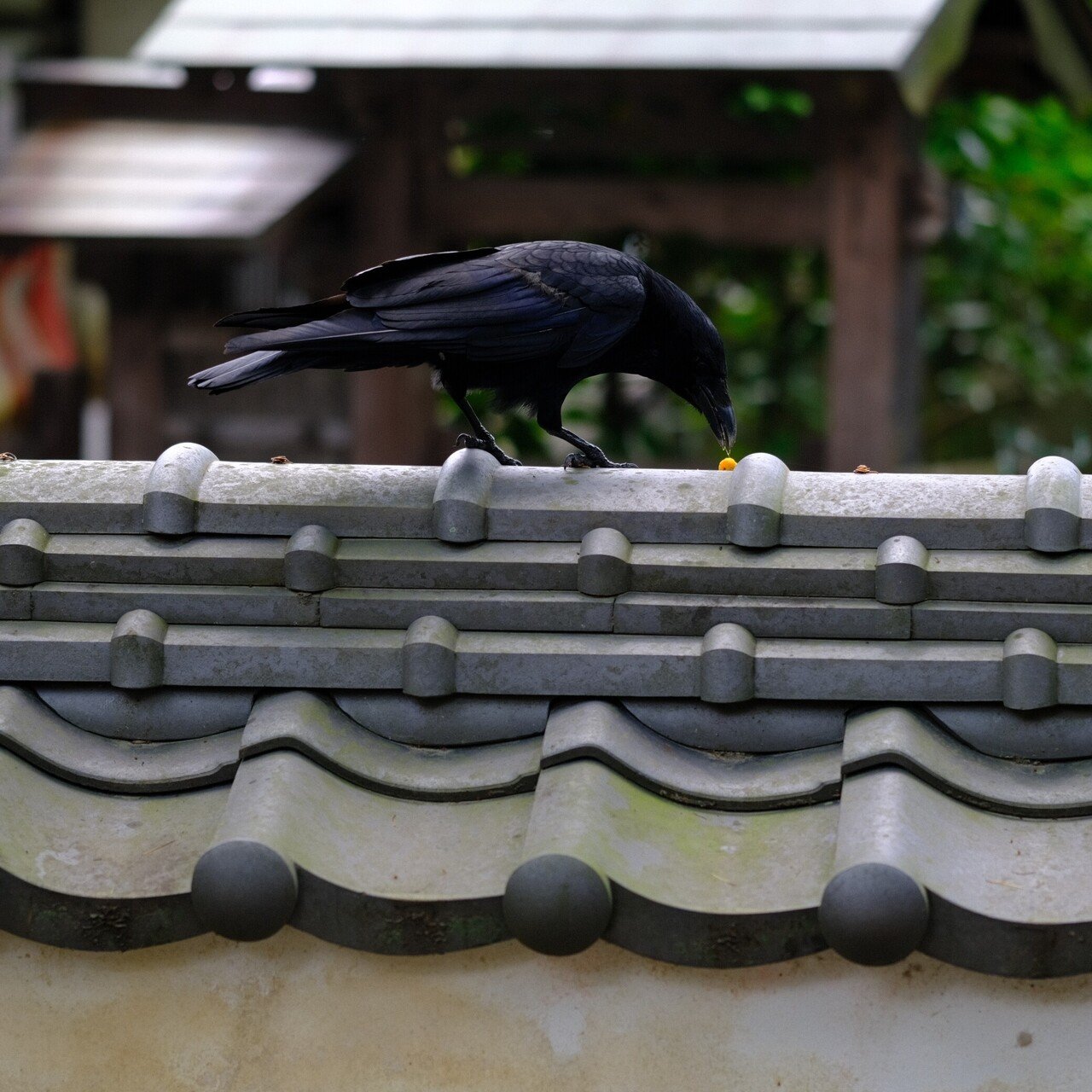 猫とカラス Utsuno Note