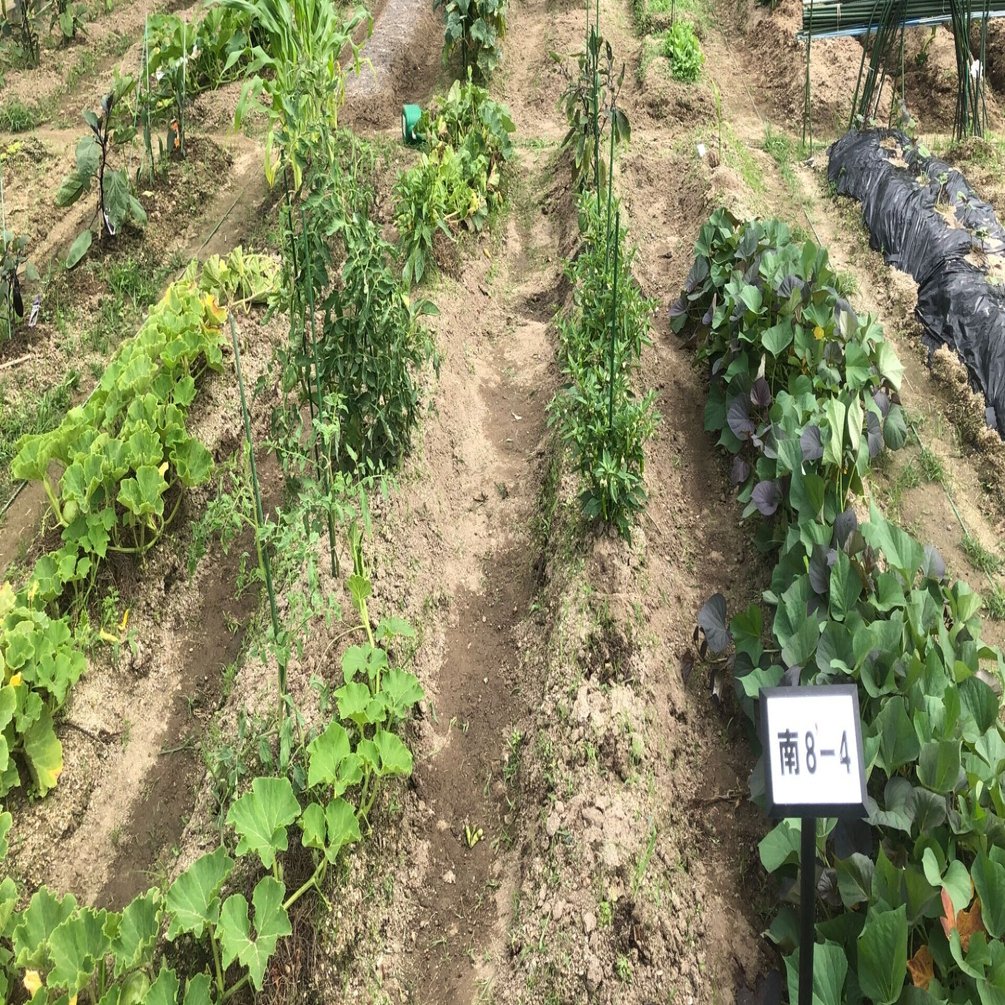 農園物語 ８週目 枝豆の収穫 Snjssk Note