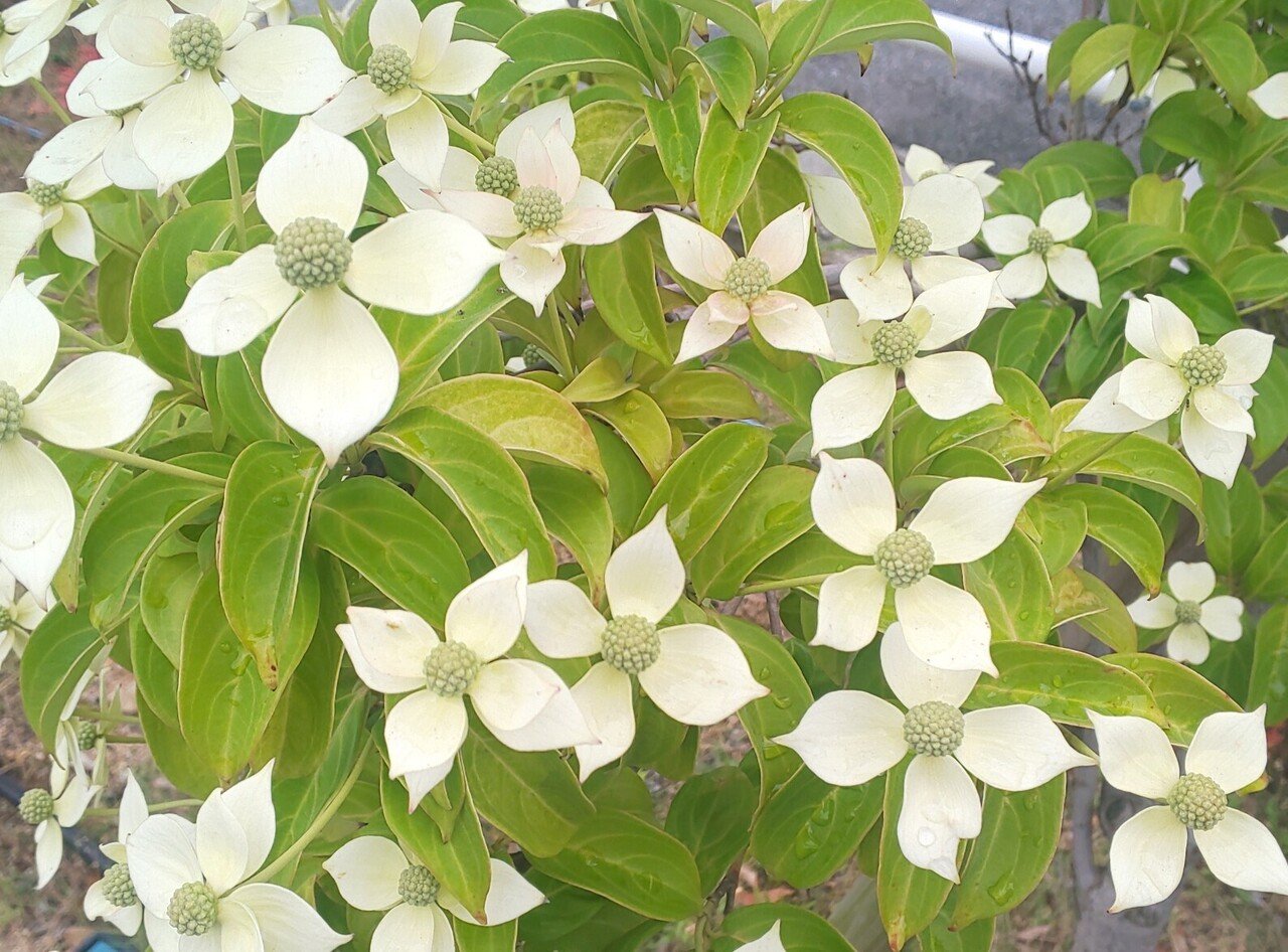 先に出して磨り減らすぐらいなら 相手が出すのを待ってみてからでも 遅くはない 場合もある ずっと先回りしなくてもいいんだよ 本当に必要なら そのときになってからでも問題ないの きたはたりょうこ Note