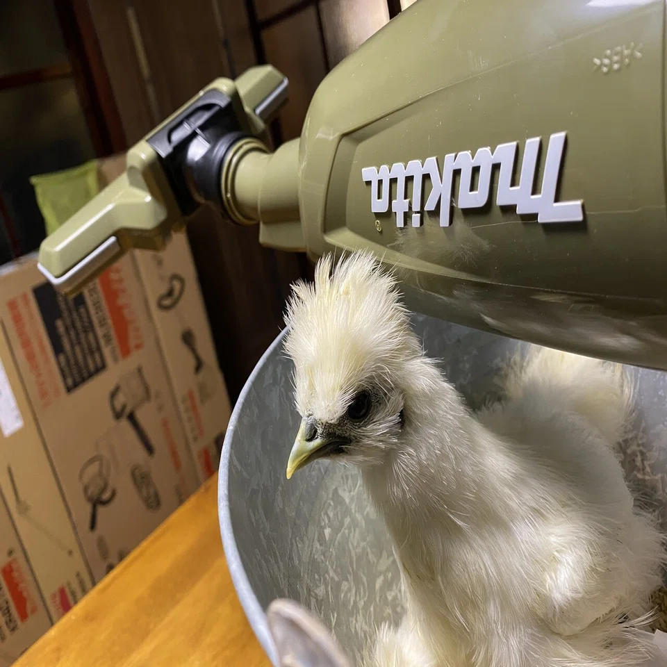 ニワトリさん駆動でマキタの充電式クリーナーの性能を検証｜Noriaki