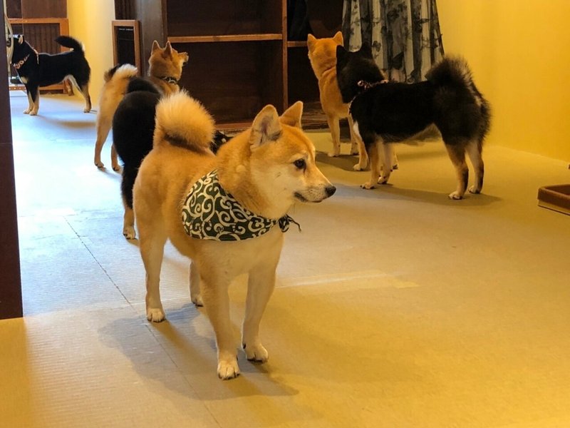 幻獣契約クリプトラクト 1200万dl突破 En Twitter 本日の締め括りは ちょっと趣向をかえまして幻獣側のアポカリプスの画像を公開させて頂きます 討伐すべき幻獣ではありますが 時々 その格好良さに圧倒される時がございます 野生の魅力でしょうか クリプト