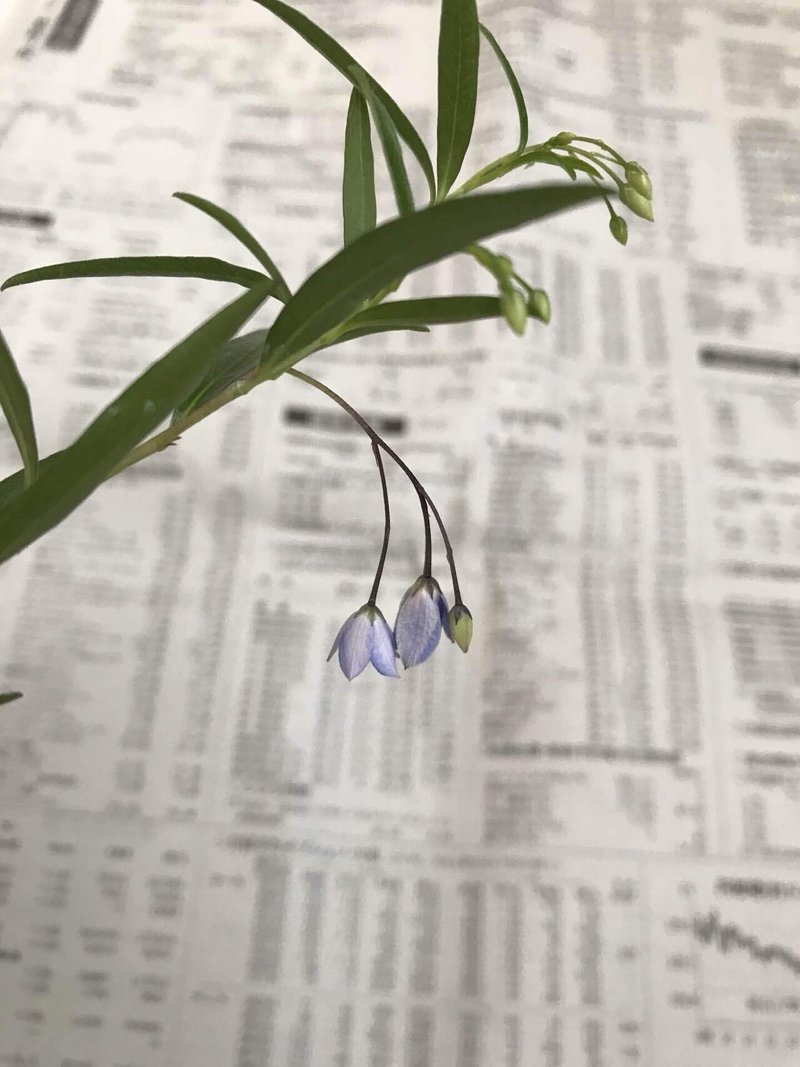 植物きろく53 アリエッティとブルーベル ポトス Note 植物きろく53 アリエッティとブルーベル ポトス Note