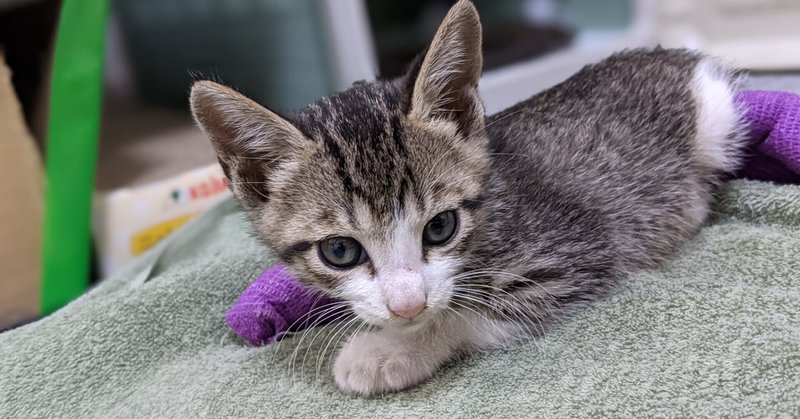 拾った子猫の名前はアンちゃん 猫のアンちゃん Note 拾った子猫の名前はアンちゃん 猫のアンちゃん Note