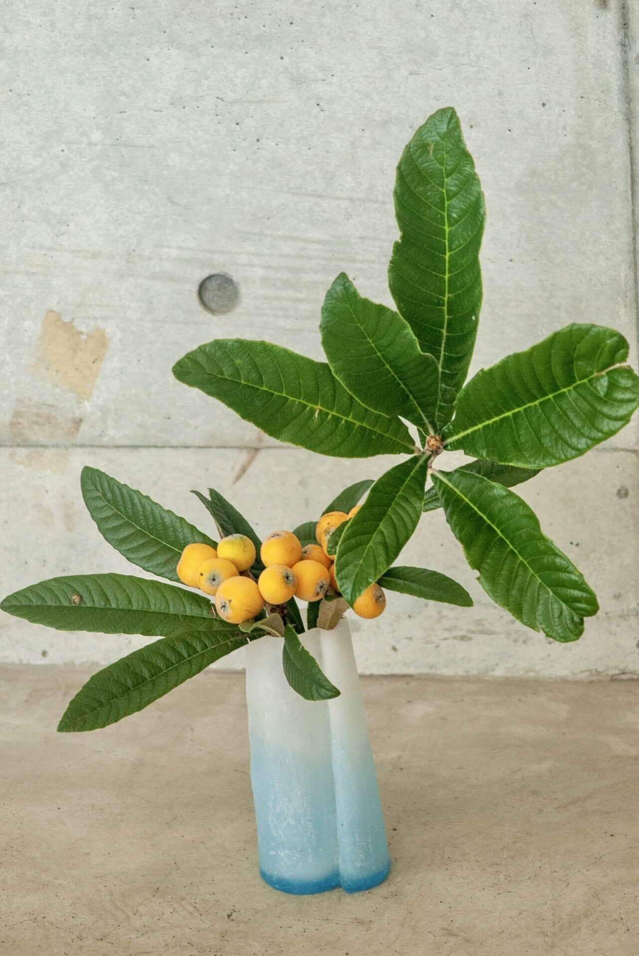 小田原の枇杷｜kuno_yasuhiro