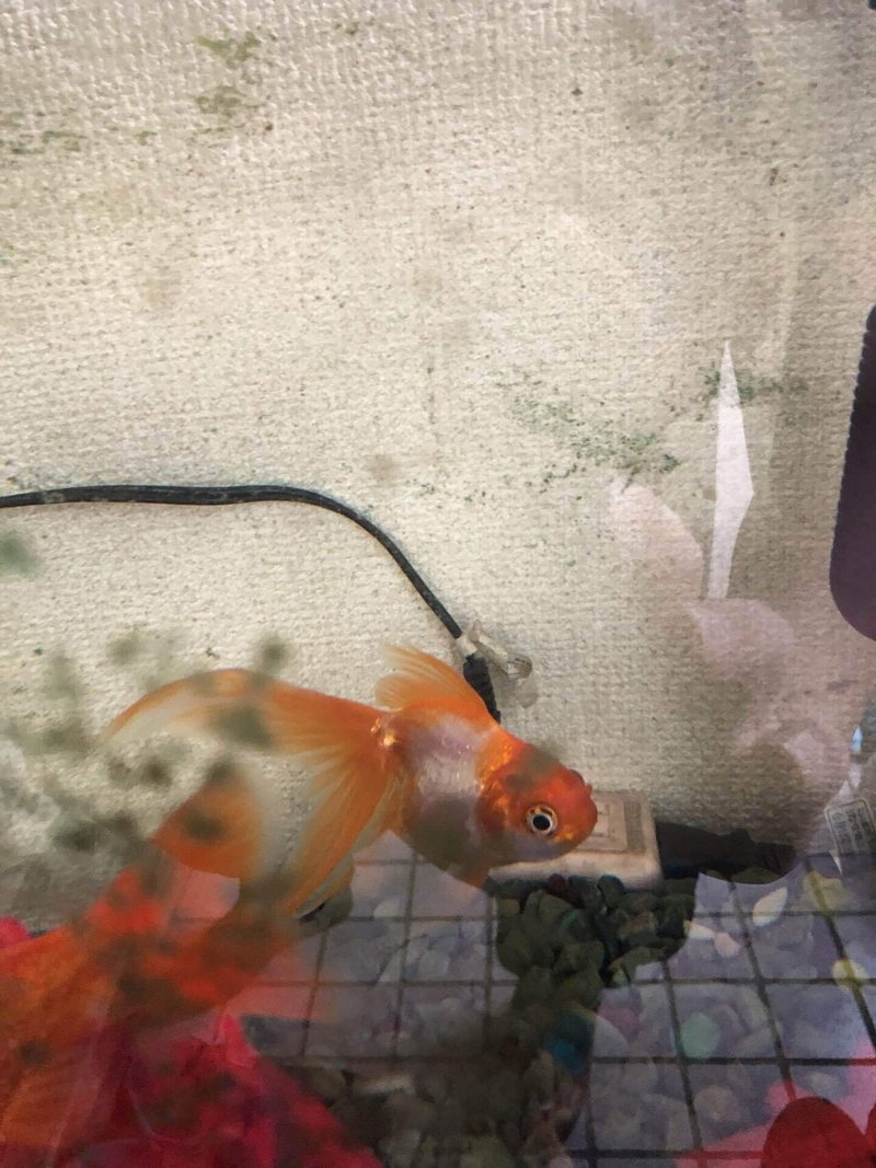 金魚 アレキサンドライト Note