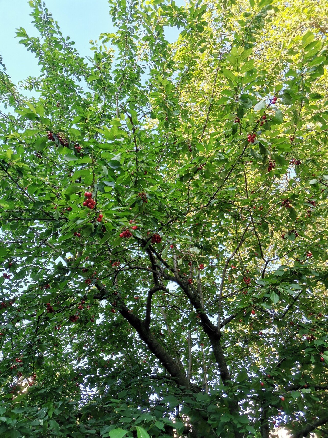 サクランボがなっている西洋桜の木を発見 木になっているサクランボ 初めてみました フランスのたべね通信 Note サクランボがなっている西洋桜の木を発見 木になっているサクランボ 初めてみました フランスのたべね通信 Note