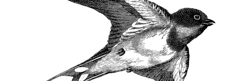 玄鳥 第三十一話 偶感小ヮ 小説 Haioku No Gakaを書いた人 現 生物や童謡の小説家 Note 玄鳥 第三十一話 偶感小ヮ 小説 Haioku No Gakaを書いた人 現 生物や童謡の小説家 Note