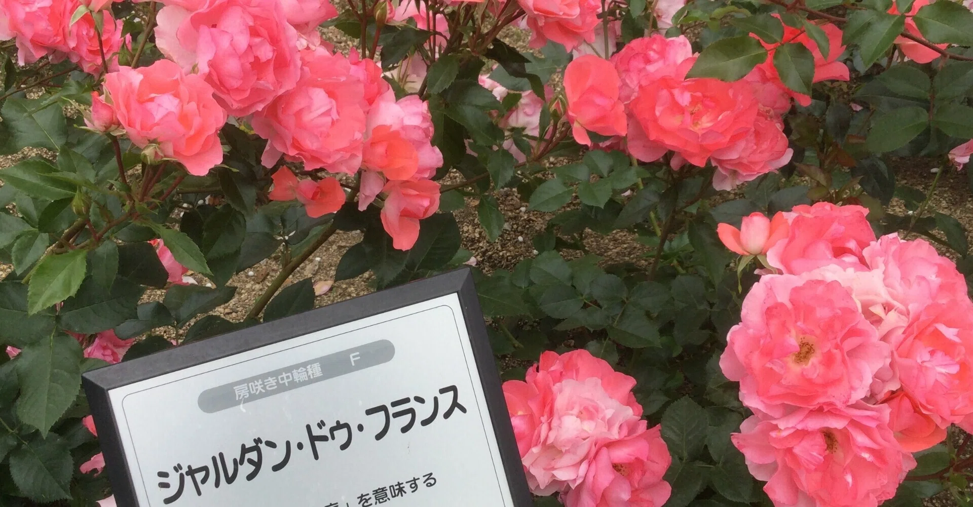 カラマーゾフの兄弟」亀谷郁夫さんの解題｜新板さん