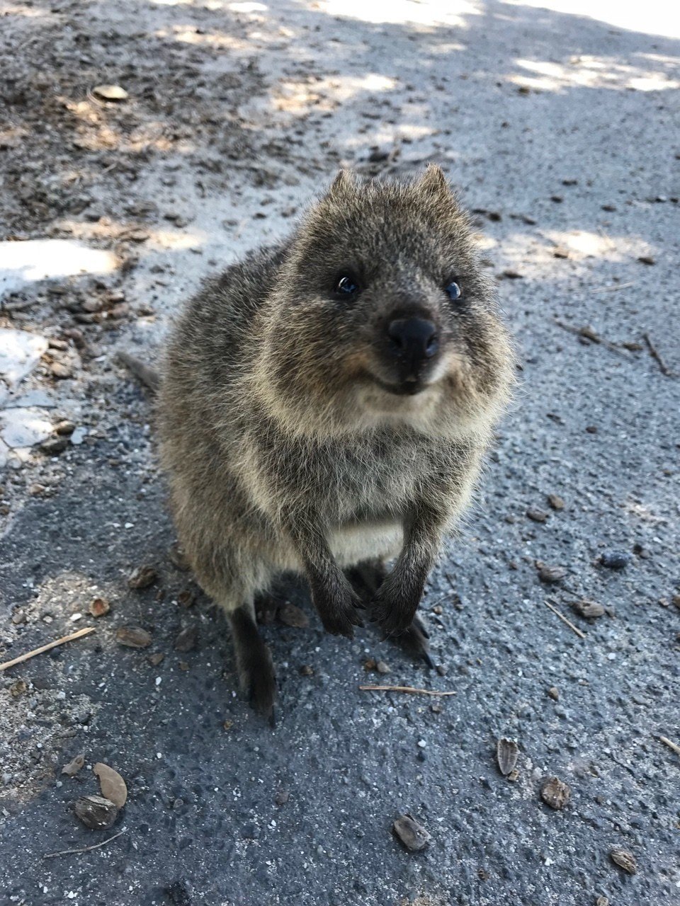電気ショックを受けても痛くないかもしれない アキ Note 電気ショックを受けても痛くないかもしれない アキ Note