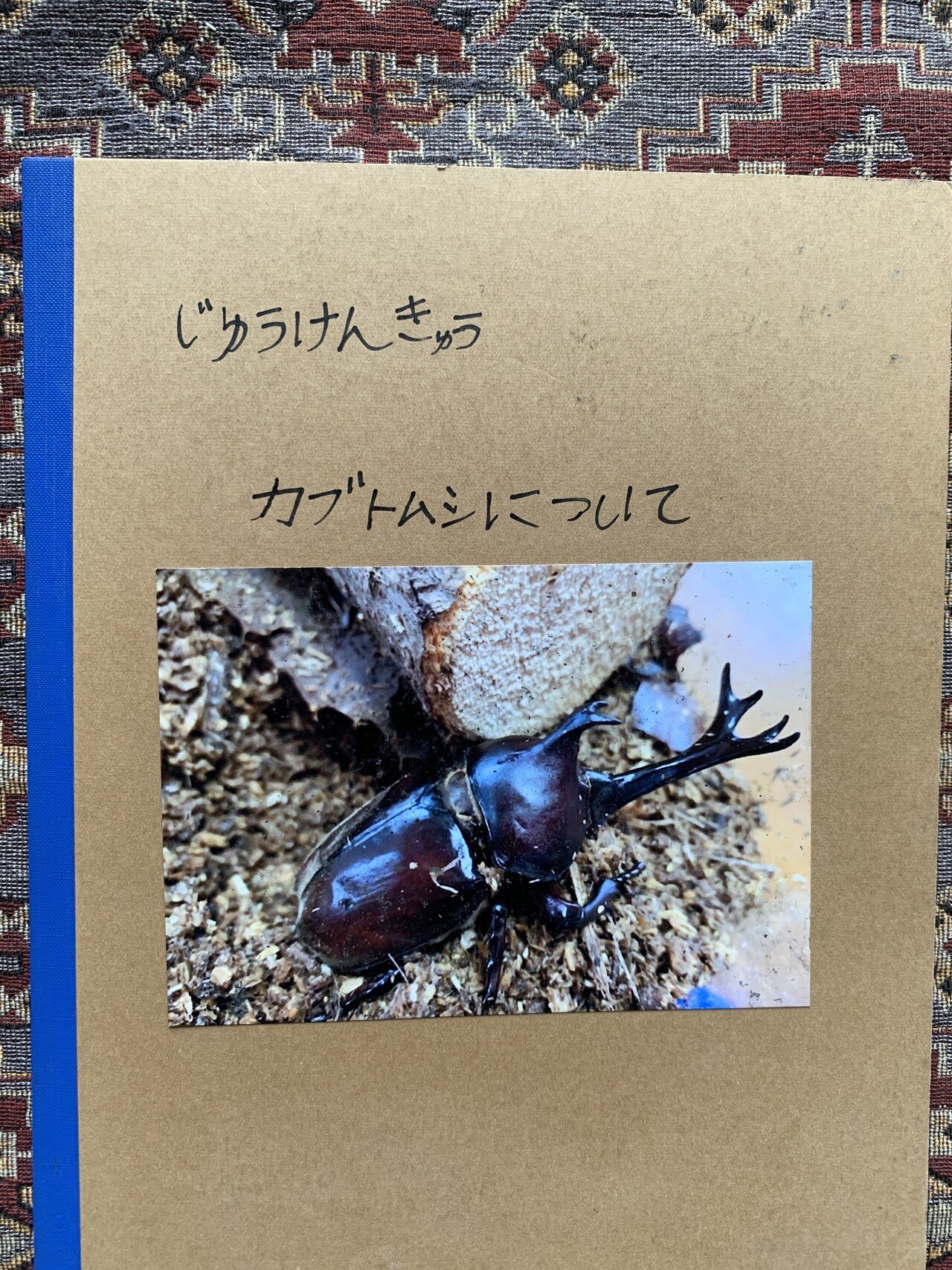 虫好きな次男の夏休み自由研究 あやしも Note 虫好きな次男の夏休み自由研究 あやしも Note