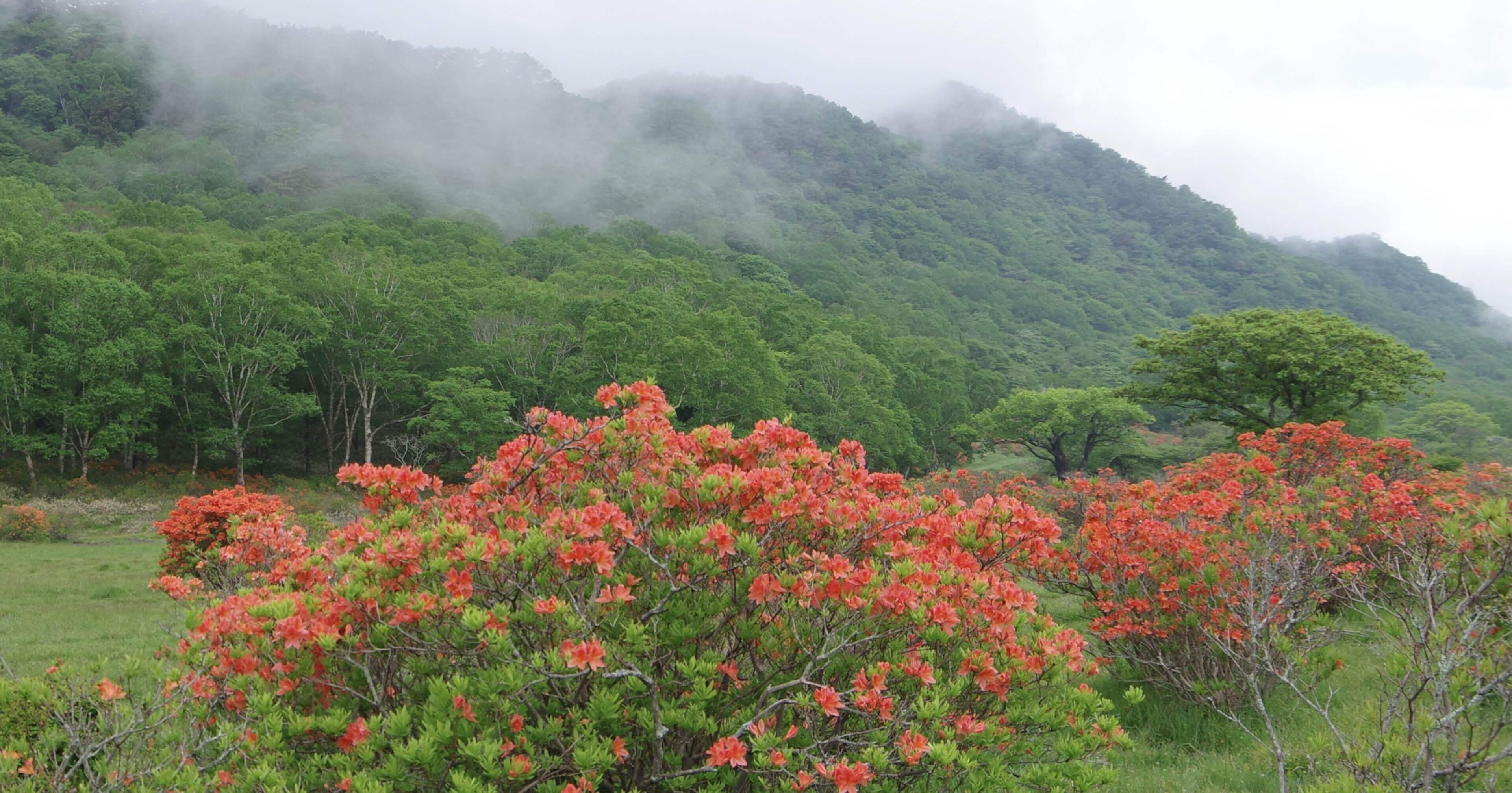 ライブカメラ 赤城白樺牧場 秘密の花園 Chili Note
