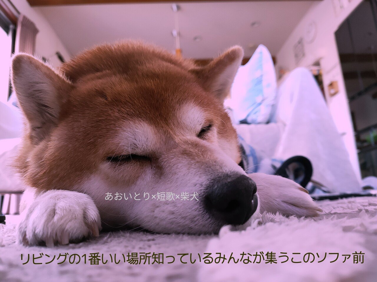 柴犬短歌始めました マユミ Note
