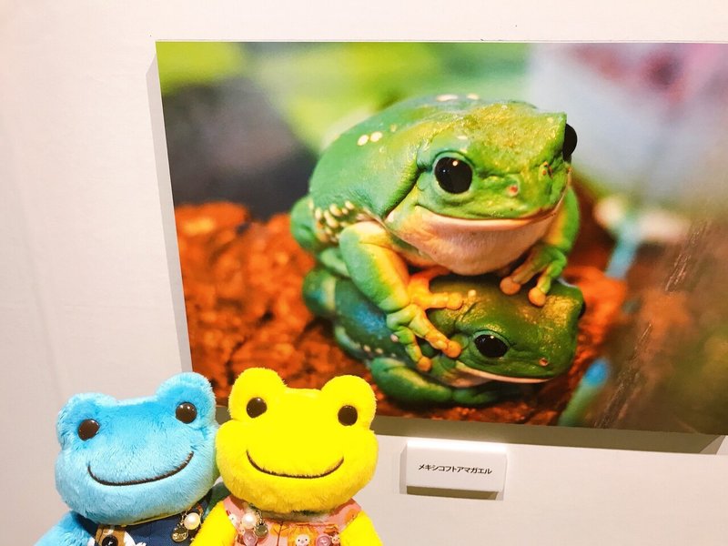 ぬい撮りレポート 大地のハンター展 21 06 02 まをぢ Note