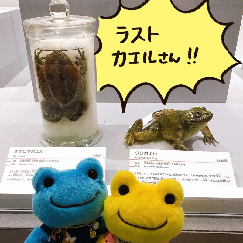 ぬい撮りレポート 大地のハンター展 21 06 02 まをぢ Note