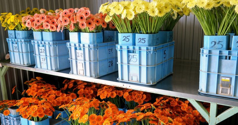 花を購入して浜松の産業を応援しよう！ 「はままつ はなのわ プロジェクト」