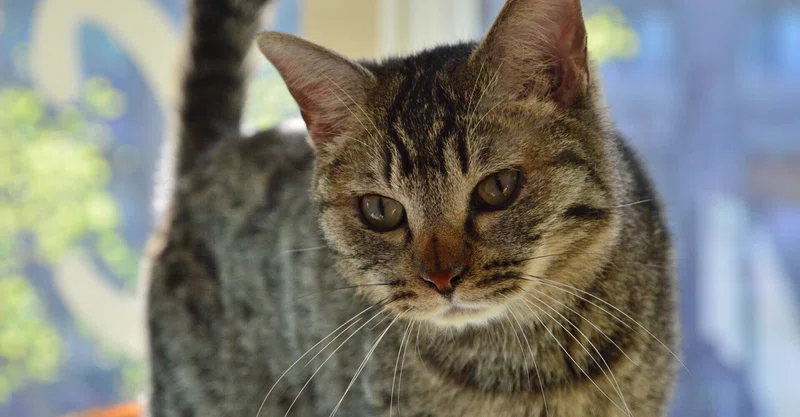 泊まれる猫カフェ の新着タグ記事一覧 Note つくる つながる とどける