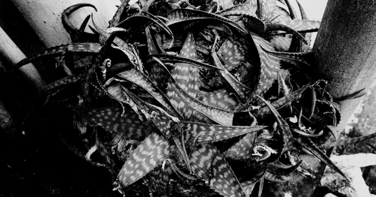 森山大道になれない僕ら。｜ニシハラ シンヤ通信