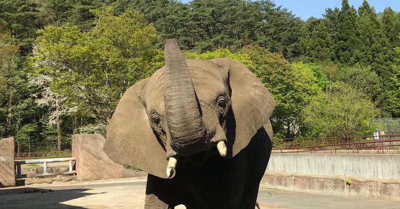 アフリカゾウ の新着タグ記事一覧 Note つくる つながる とどける アフリカゾウ の新着タグ記事一覧 Note つくる つながる とどける
