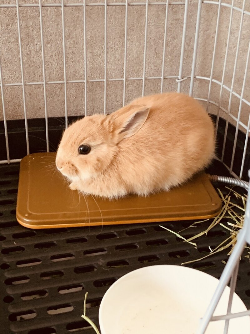 はじめてうさぎを飼う方へ うさぎの杜の学校 仮校舎 Note はじめてうさぎを飼う方へ うさぎの杜の学校 仮校舎 Note
