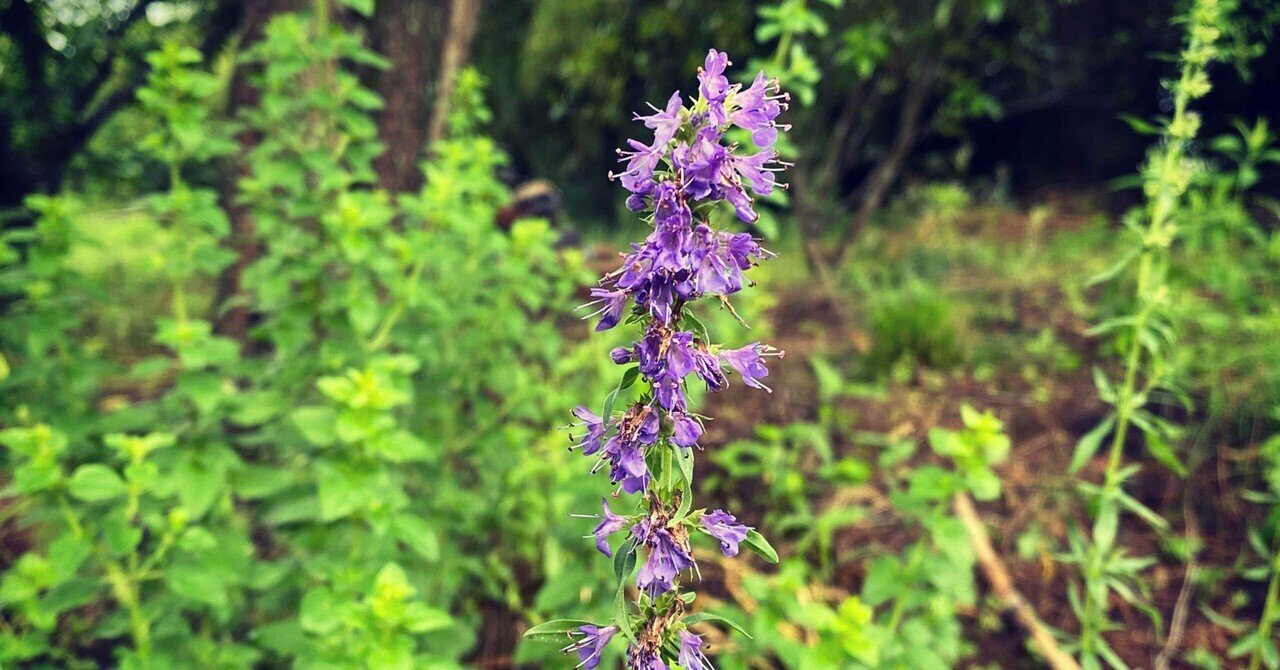 ヒソップ Hyssopus Officinalis ころのにわ 自然菜園 Note ヒソップ Hyssopus Officinalis ころのにわ 自然菜園 Note