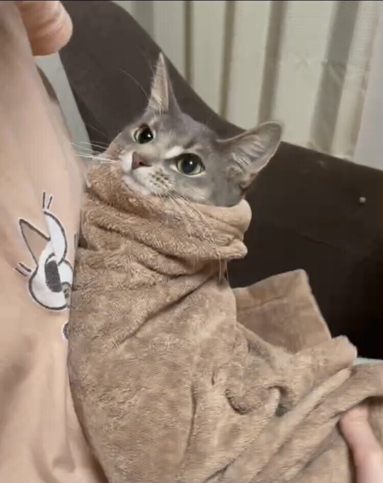 猫ちゃんFIP用のおくすり3錠