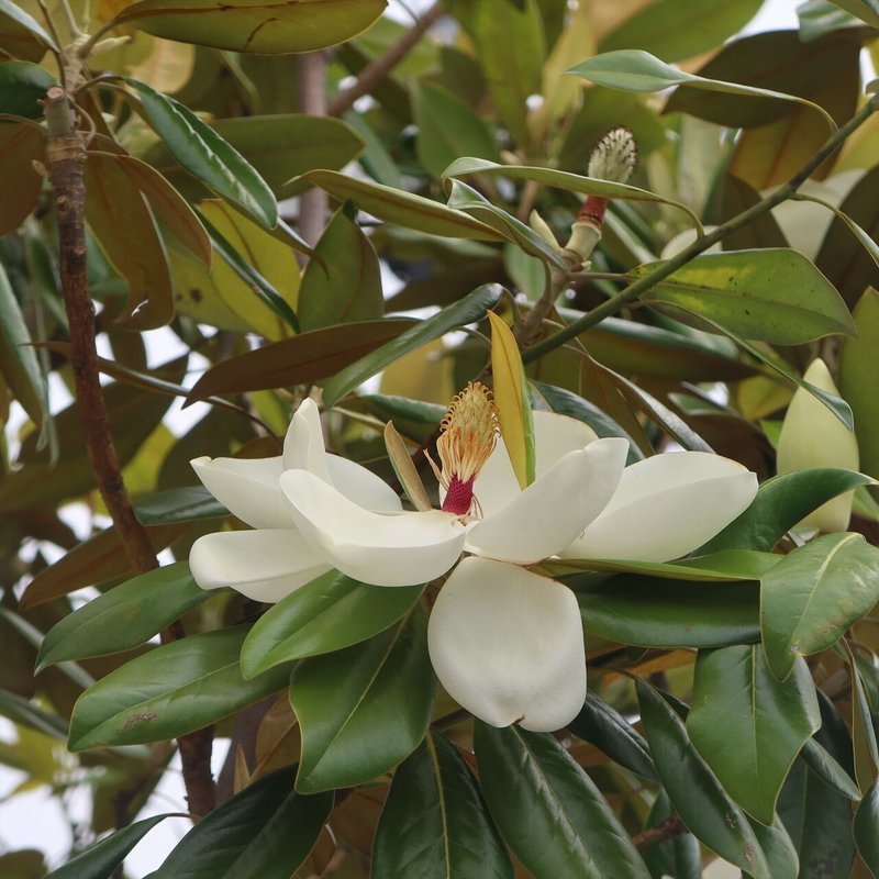 白い大輪の花 Kazaoka Note 白い大輪の花 Kazaoka Note