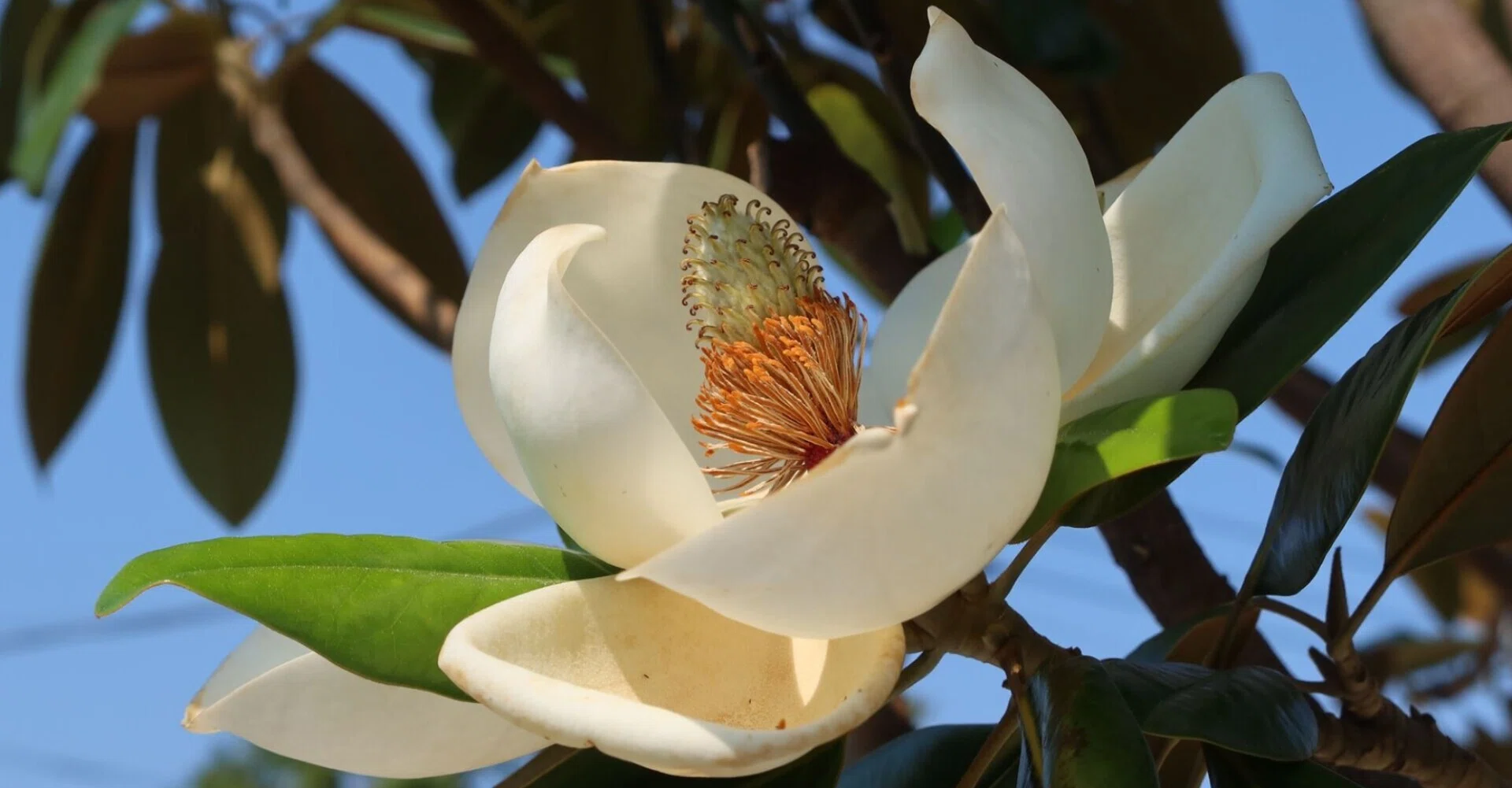 白い大輪の花 Kazaoka Note 白い大輪の花 Kazaoka Note