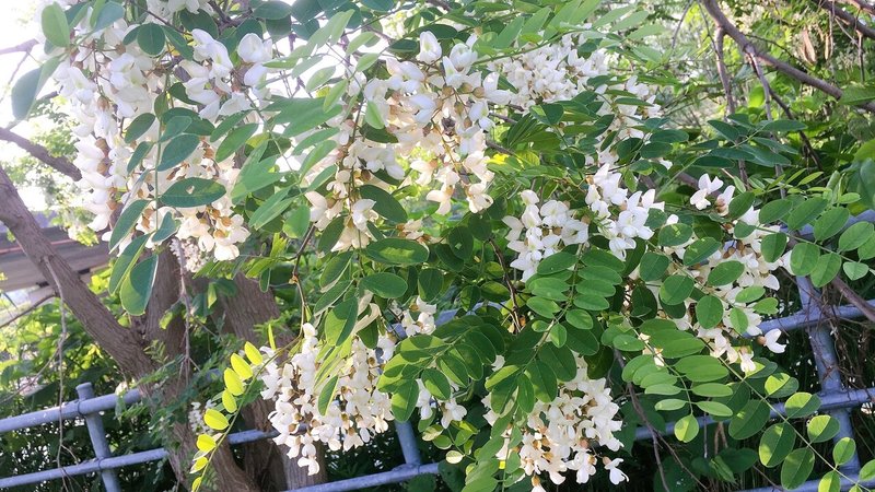 この時期北海道の花をご紹介 エフゲニーマエダ 平成林業 Note