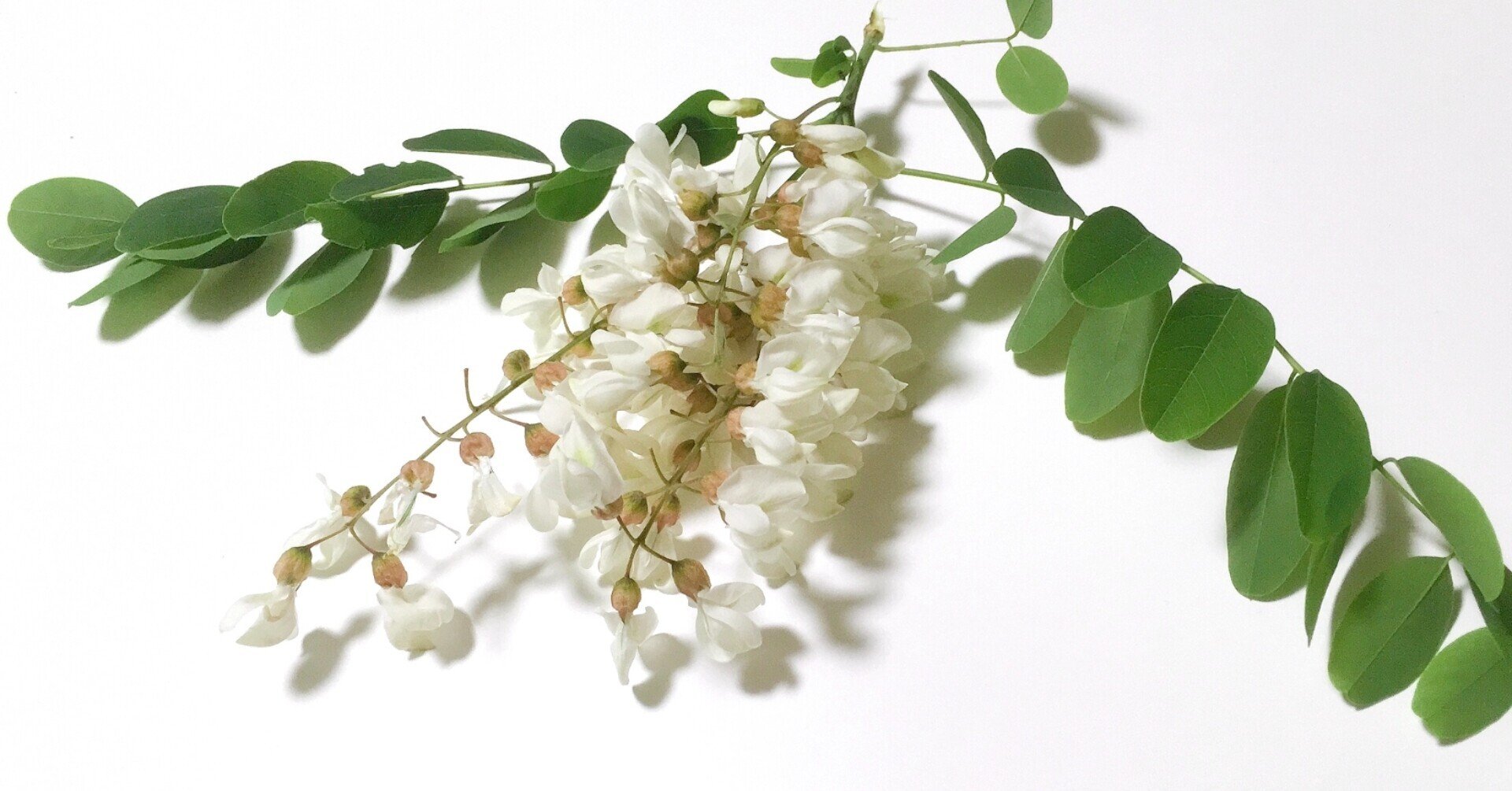 この時期北海道の花をご紹介 エフゲニーマエダ 平成林業 Note
