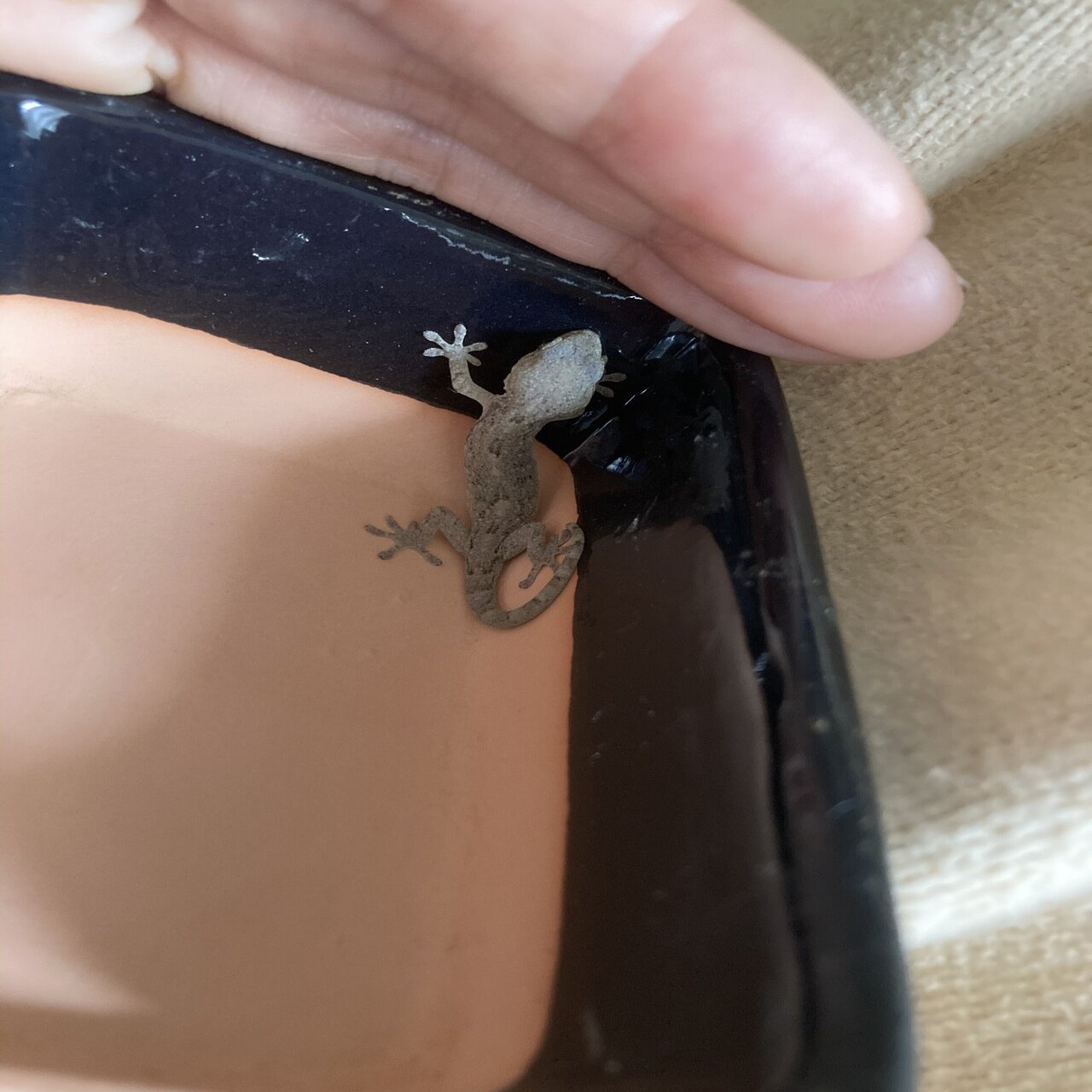 Love All Creatures!!赤ちゃんヤモリのシピがやってきました