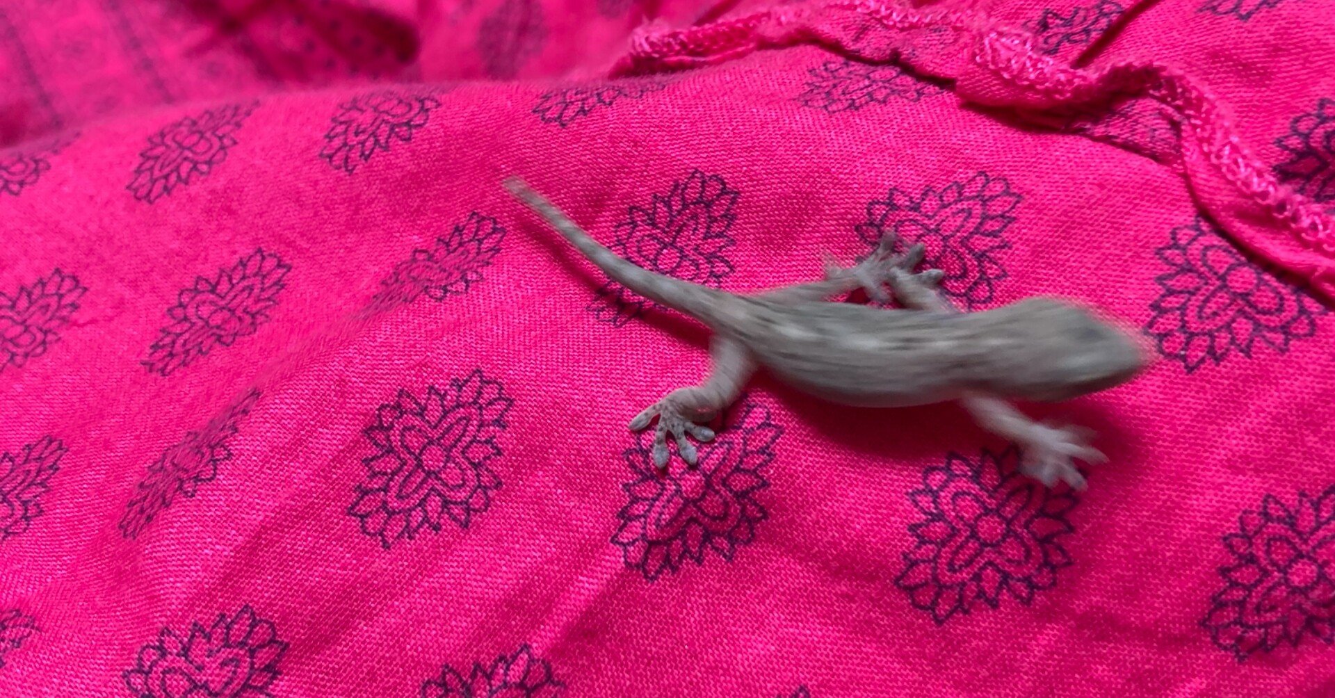 ヤモリ 8014605e1ef461b6b2f74217e1a308