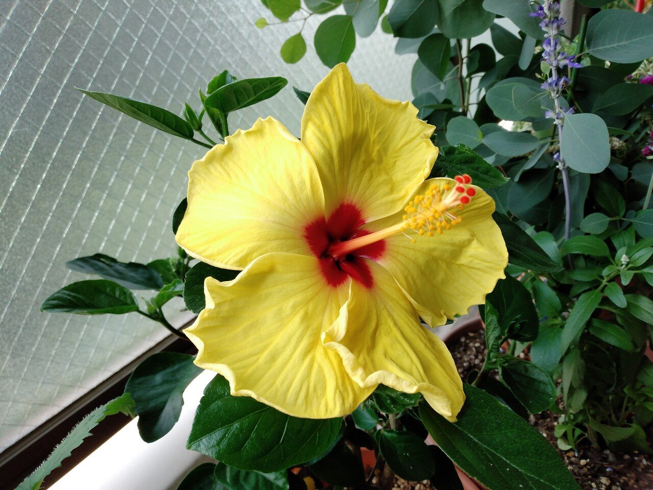 ハイビスカス あんころもっち Note