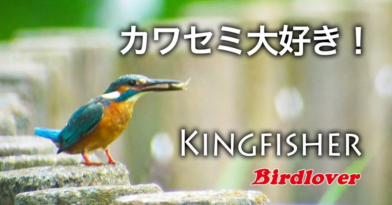 幸せの青い鳥「カワセミ」大好き！｜Birdlover