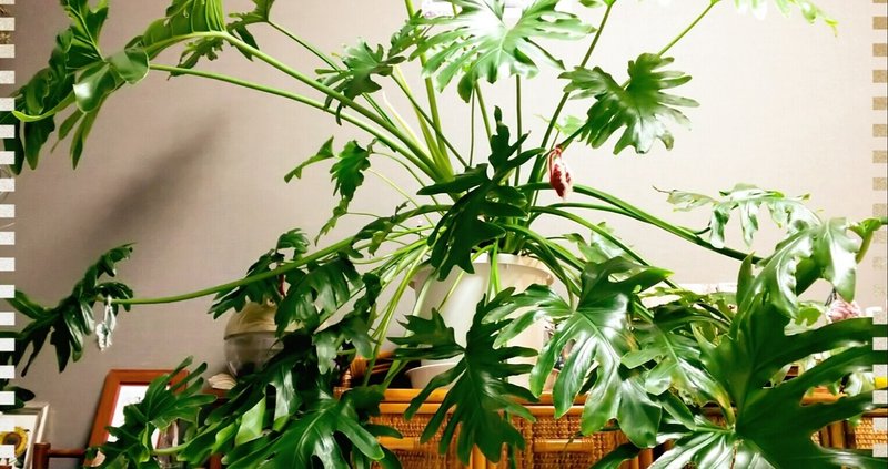 フィロデンドロン セローム の新着タグ記事一覧 Note つくる つながる とどける