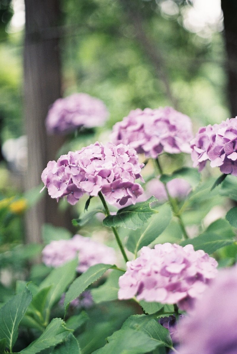 今年の紫陽花 Mmamimm Note 今年の紫陽花 Mmamimm Note