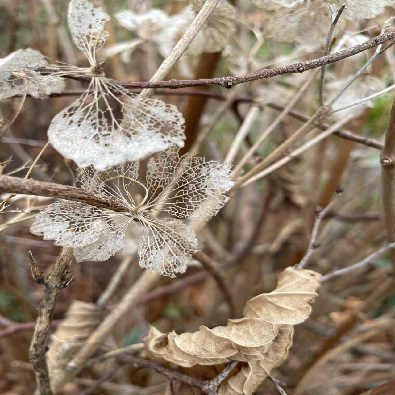 茎ごと新しく 額紫陽花 森山 智子 Note