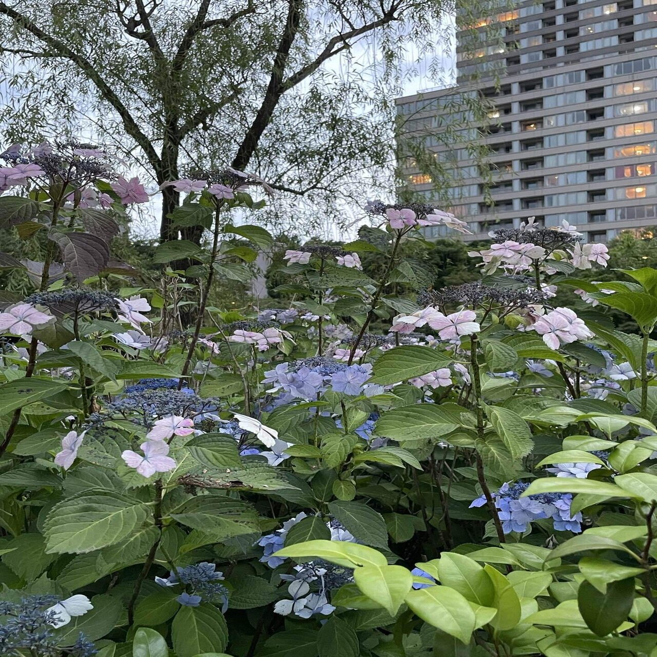 茎ごと新しく 額紫陽花 森山 智子 Note