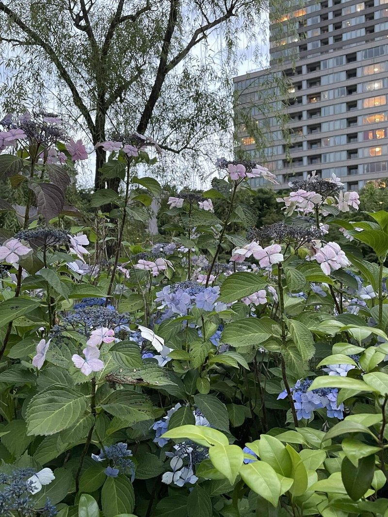 茎ごと新しく 額紫陽花 森山 智子 Note