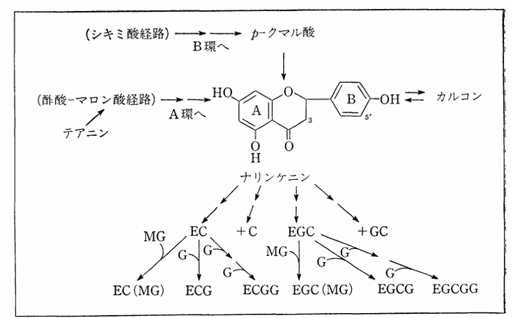 お茶の科学 カテキンの旅 じゃぐ Note