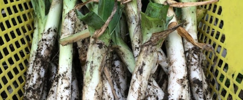 ネギについてのノート 羽山智基 Note