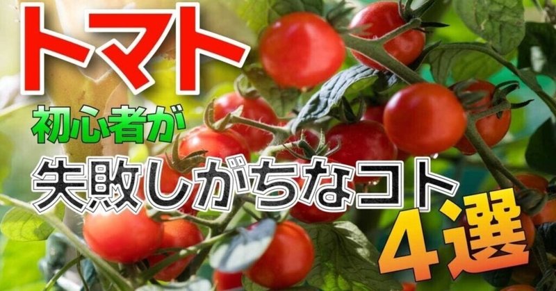 初心者必見 トマト栽培 失敗しがちな4つのこと 井上寅雄農園 井上隆太朗 Note 初心者必見 トマト栽培 失敗しがちな4つのこと 井上寅雄農園 井上隆太朗 Note
