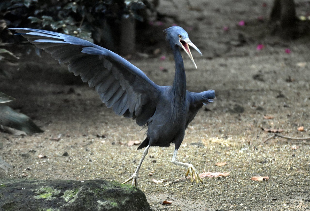 クロサギ コウノトリ目サギ科 Hirahiranote Note クロサギ コウノトリ目サギ科 Hirahiranote Note
