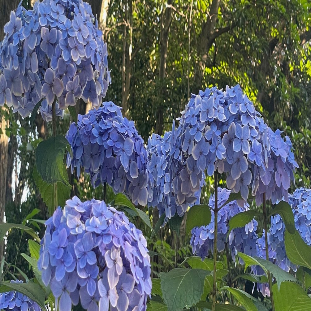 上野公園 東照宮の紫陽花 鈴木マイ Note