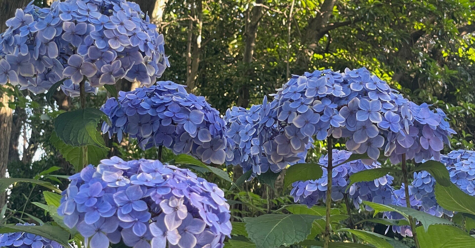 上野公園 東照宮の紫陽花 鈴木マイ Note 上野公園 東照宮の紫陽花 鈴木マイ Note