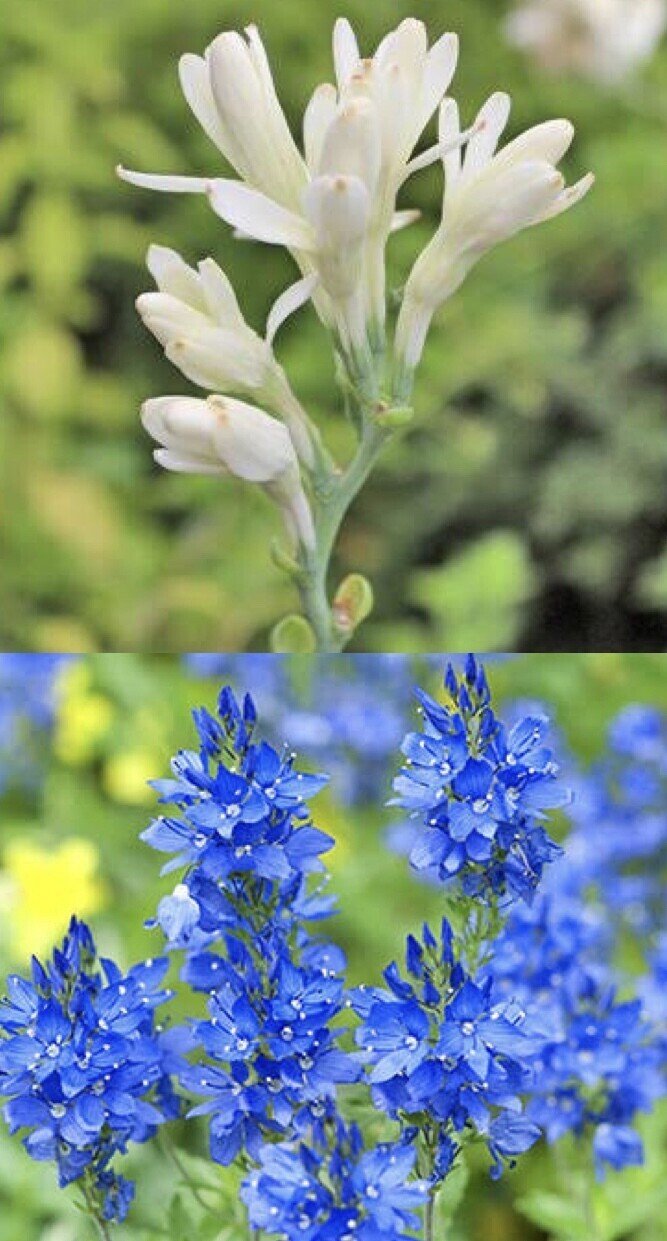 今日の花 21 6 16 チューベローズ 花言葉 危険な快楽 少しの生真面目は恋愛では結構 しかし真面目すぎては重荷で快楽でなくなる R ロラン ベロニカ 花言葉 忠実 名誉 人生の幸福は富でも だー Note