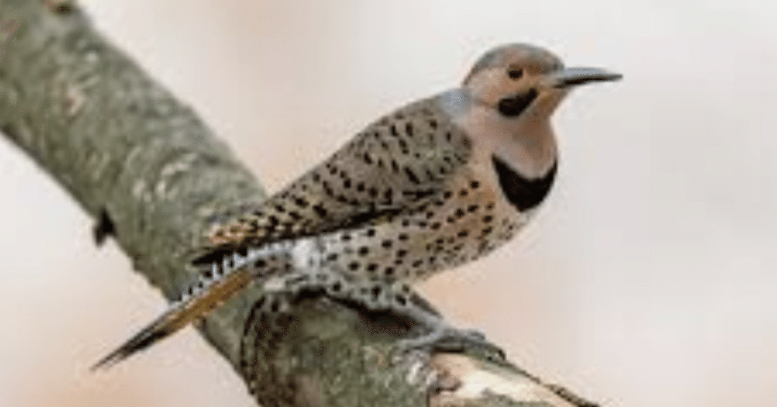 強い太陽の月 ６月21日 7月22日 メディスン ホイール 真純 Note